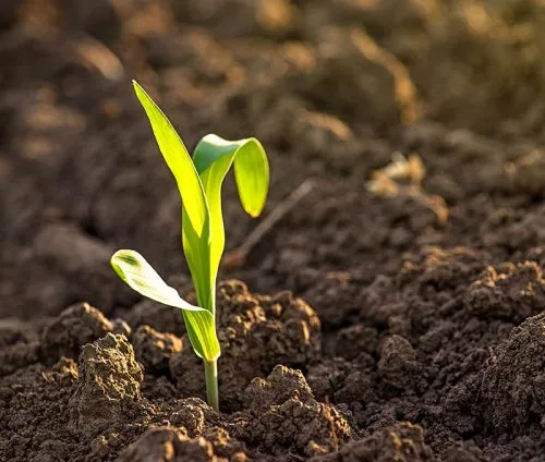 השקעות קטנות בנדלן