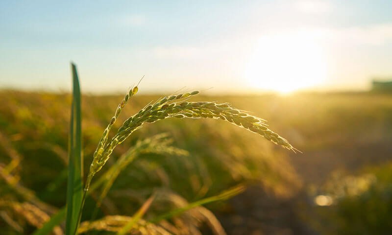 קרקע חקלאית פרטית בטאבו