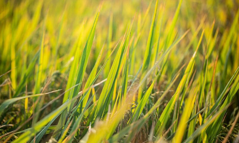 תקן 22 קרקע חקלאית מדריך