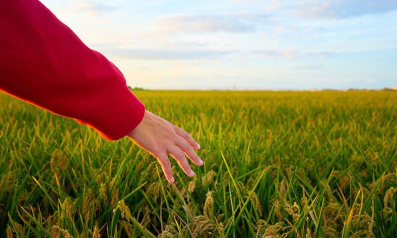 מה מותר לבנות על קרקע חקלאית