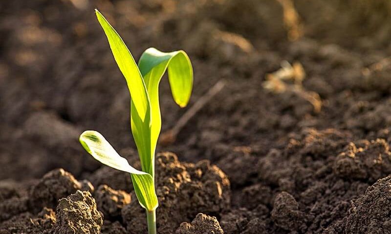 השקעות קטנות בנדלן